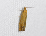 1581   Lathronympha strigana  9315.jpg