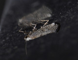 0422   Swammerdamia compunctella  9387.jpg