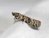 1745   Dioryctria abietella  0175.jpg