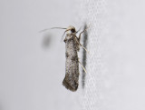 0426   Paraswammerdamia lutarea  0276.jpg
