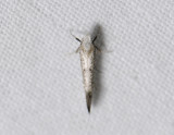 0422   Swammerdamia compunctella  0268.jpg