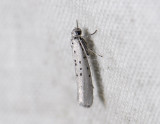 0412   Yponomeuta sedella  4453.jpg