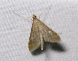 1926   Dolicharthria punctalis  4854.jpg
