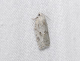 1264   Acleris logiana  6741.jpg
