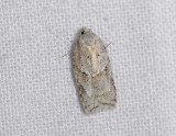 1264   Acleris logiana  6746.jpg