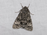 2564   Acronicta megacephala  6813.jpg