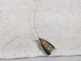 0153   Nematopogon robertella  6815.jpg