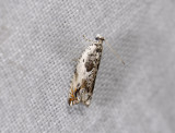 1529   Ancylis laetana  6846.jpg