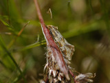1203   Aethes hartmanniana  6919.jpg