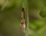 0872   Mompha idaei  6946.jpg