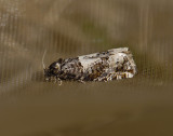 1499   Epiblema scutulana  7097.jpg