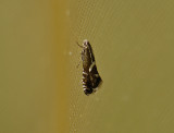 0509   Glyphipterix forsterella  7356.jpg