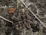 2926   Sideridis reticulata  7752.jpg