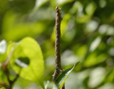 larvae  7909.jpg