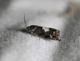 1587   Pammene ignorata  8062.jpg