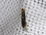 0233   Monopis laevigella  8105.jpg