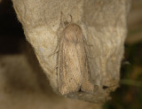2965   Mythimna obsoleta  8206.jpg