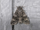 2564   Acronicta megacephala  8177.jpg