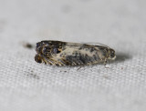 1584   Pammene fasciana  8166.jpg