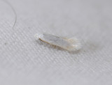 0122   Opostega salaciella  8256.jpg