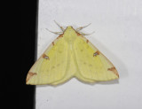 2200   Opisthograptis luteolata  8399.jpg
