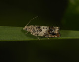 1453   Epinotia subocellana  8591.jpg