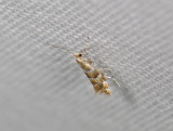 0380   Phyllonorycter emberizaepenella  8655.jpg