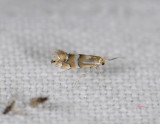 0379   Phyllonorycter ulmifoliella  8691.jpg