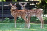 Freedom & Independence ~ The Fourth of July fawns