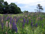 Free-Spirited Gardens of Maine