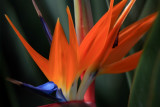 Bird of Paradise