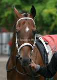 img_7683b.jpg (Alpacco)