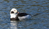 Long-tailed duck