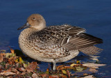 Northern pintail (f)