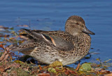 Green-winged teal (f)