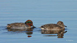 Green-winged teal