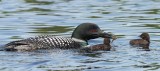 Common loon