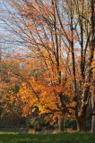 Concord river maple