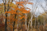 Fall on Bolton flats