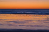 Gulls on Long Sands Beach