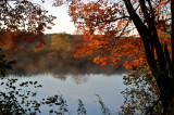 Red leaves and mist