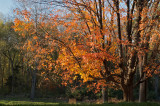 Suger Maple