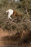 108Goat in Tree.jpg