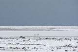 1020Mother and Cubs on the Tundra.jpg