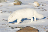 1030Arctic Fox.jpg