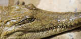 Freshy Croc