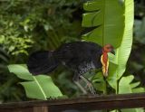 Bush Turkey at lunch