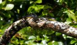 Tree Snake