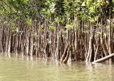 Mangrove Roots