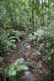 Rainforest